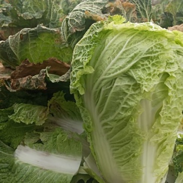 精品北京新三号白菜大量上市4~6斤净菜欢迎各地的老板