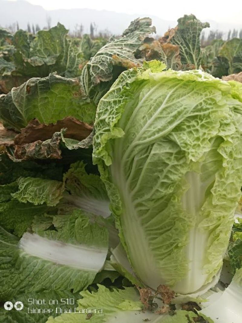精品北京新三号白菜大量上市4~6斤净菜欢迎各地的老板