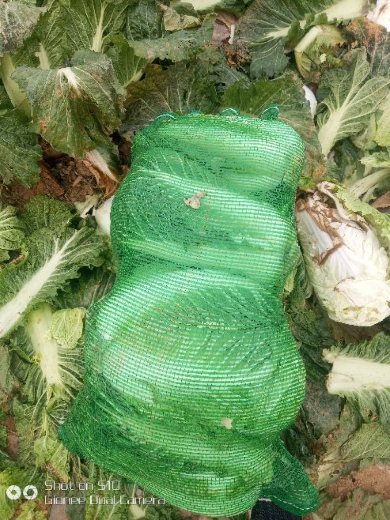 精品北京新三号白菜大量上市4~6斤净菜欢迎各地的老板