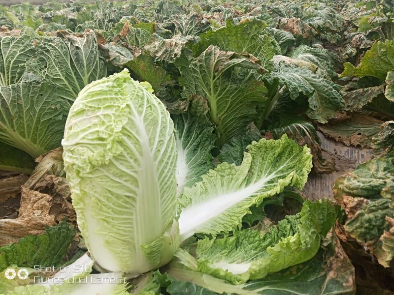 精品北京新三号白菜大量上市4~6斤净菜欢迎各地的老板