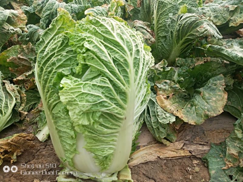 精品北京新三号白菜大量上市4~6斤净菜欢迎各地的老板