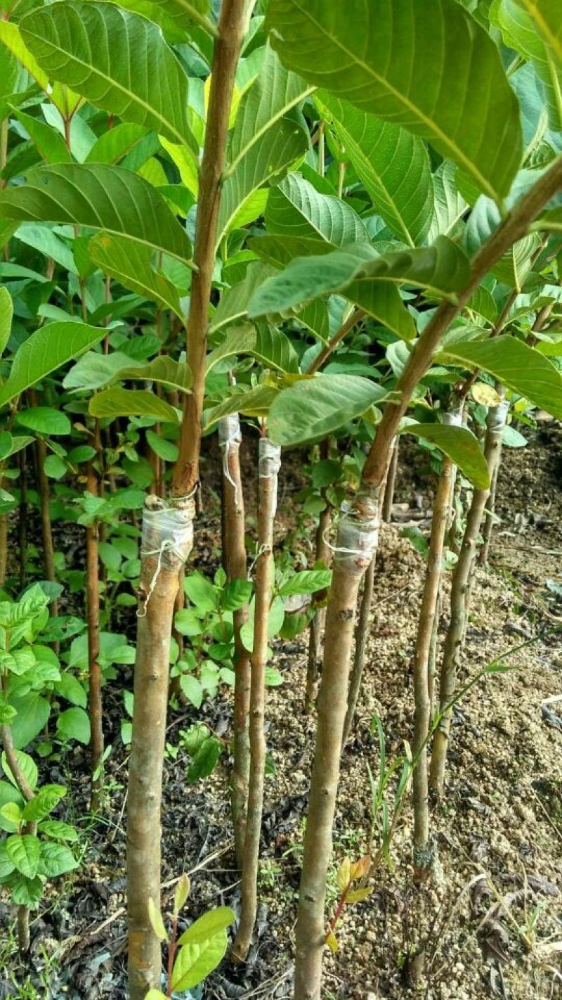 西瓜番石榴苗50~80cm
