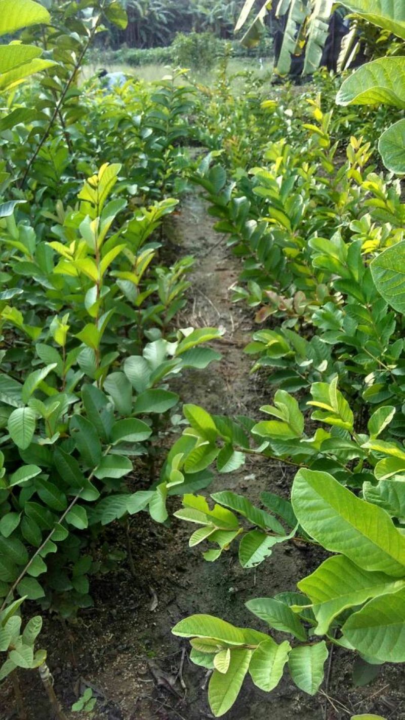 西瓜番石榴苗50~80cm