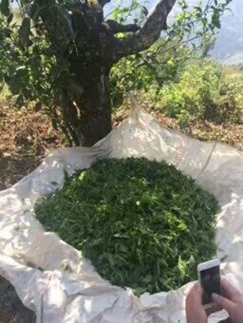 普洱茶一级