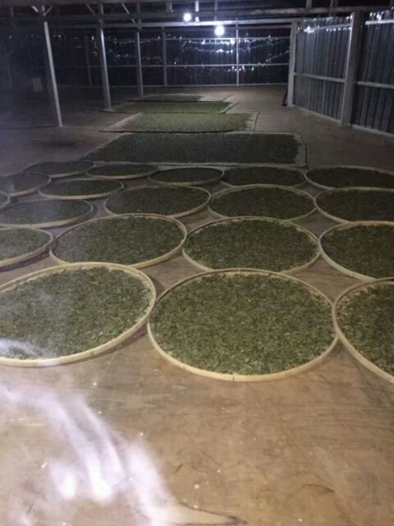 普洱茶一级