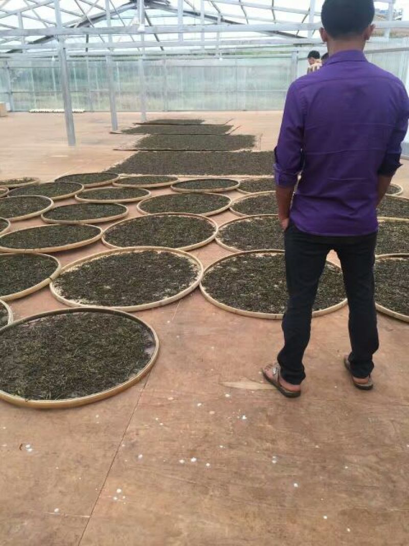 普洱茶一级