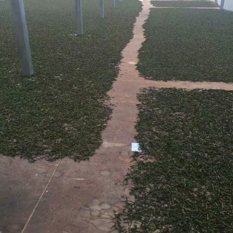 普洱茶一级