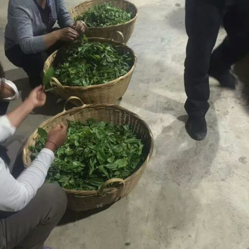 普洱茶一级