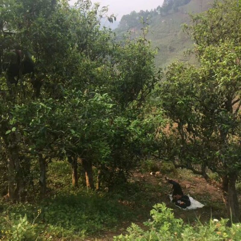 普洱茶一级