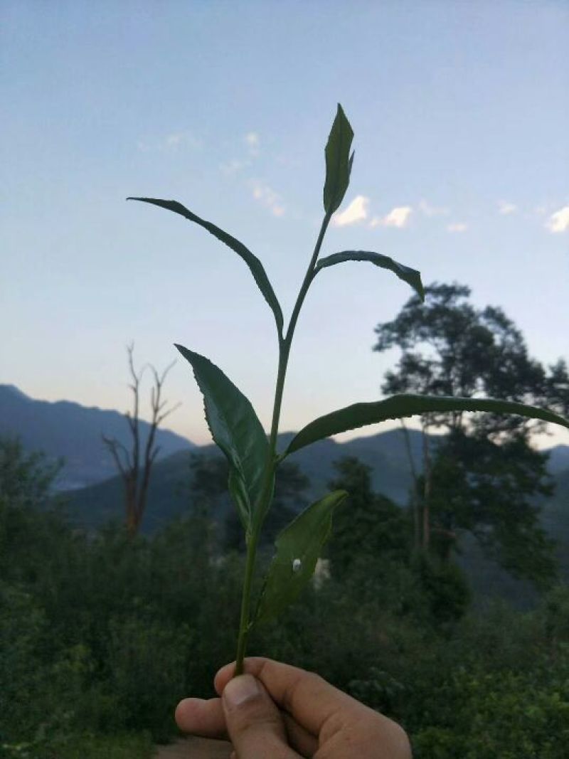 普洱茶一级