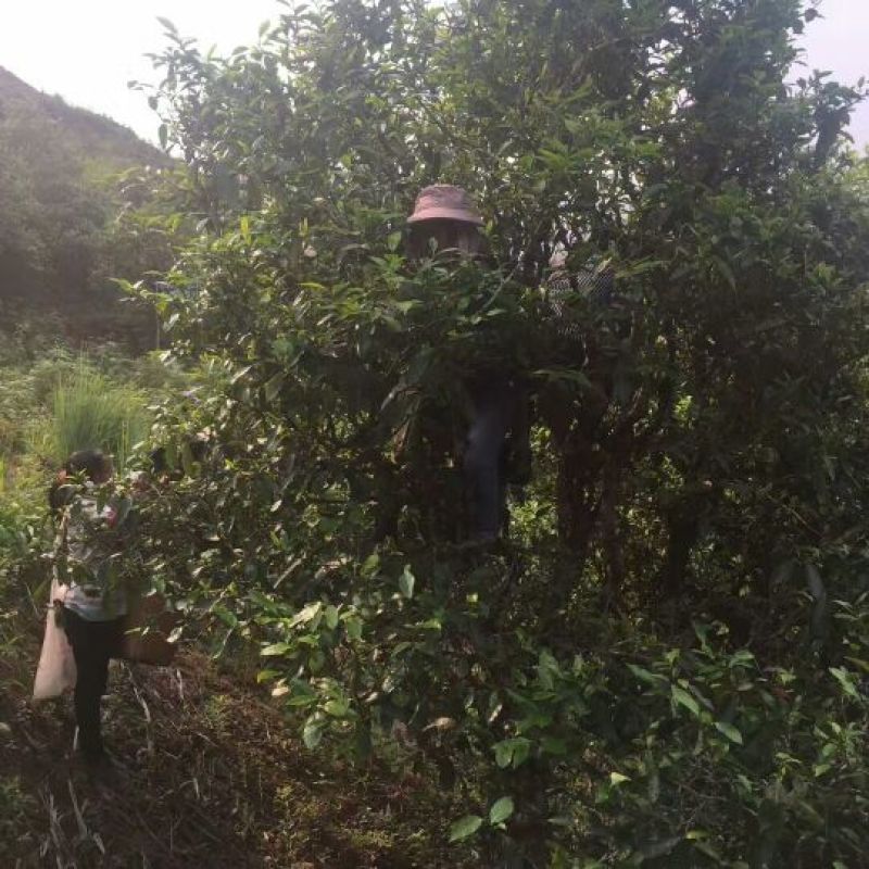普洱茶一级