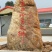 葛根产地直销葛根粉非野生葛根粉纯葛根粉包邮