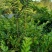 番石榴苗80~100cm