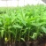 香蕉苗1~2年一级良种