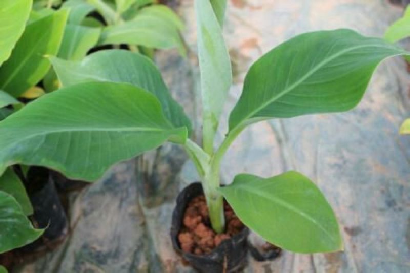 香蕉苗1~2年一级良种