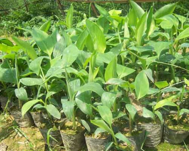 香蕉苗1~2年一级良种