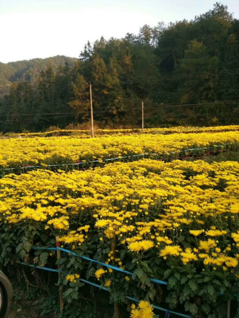 金丝皇菊茶一级