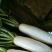 白萝卜2~2.5斤起