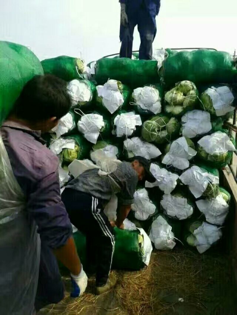 精品扁包菜甘蓝基地新货优惠上市中保质保量物美价廉