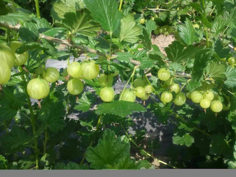 灯笼果苗当年结果苗采摘园盆栽保证成活率赠送技术资