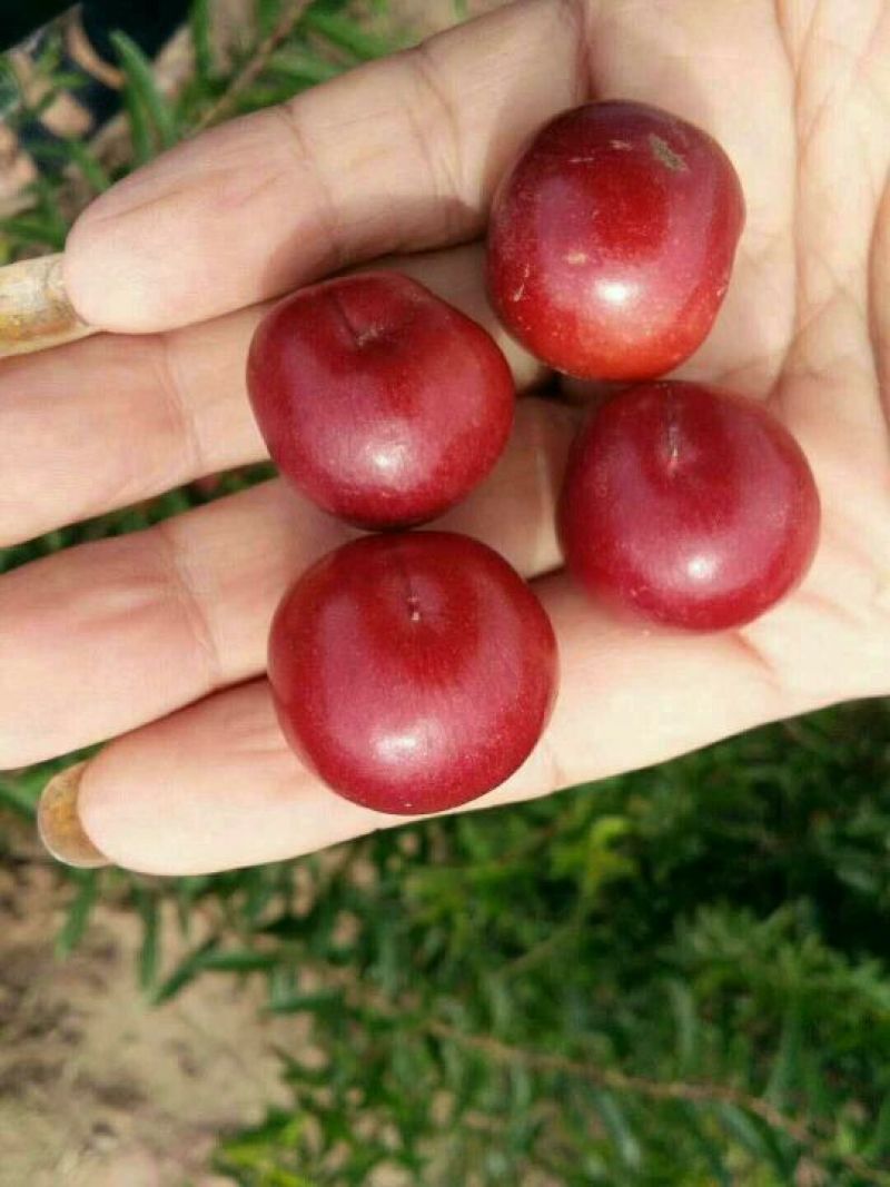 钙果苗30~50cm1年