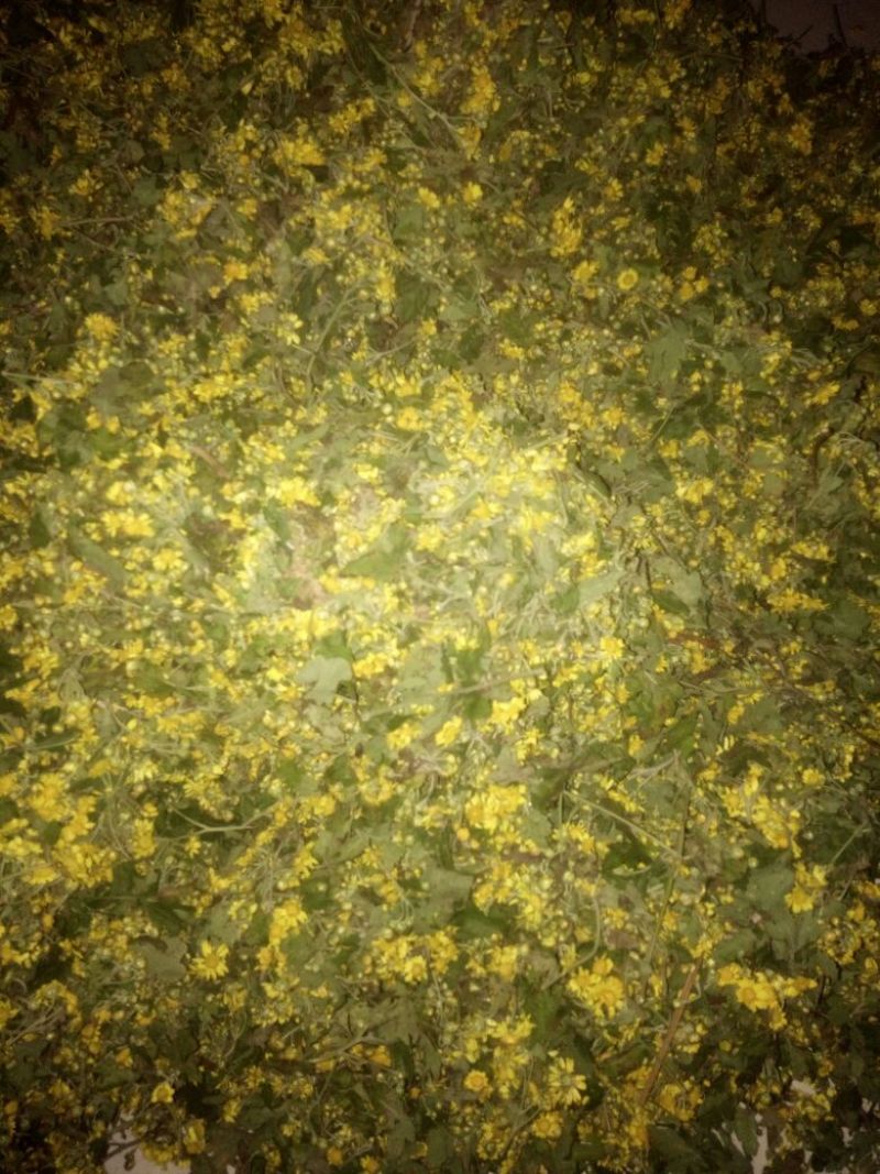 野菊花散装