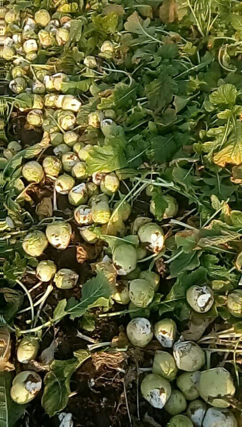 【推荐】芥菜头光头芥菜，个头均匀，无黑心，大量供应！