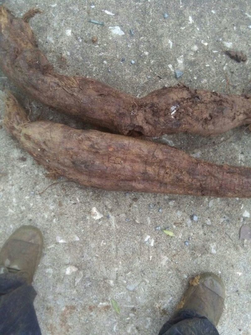 葛根大量野生葛根销售