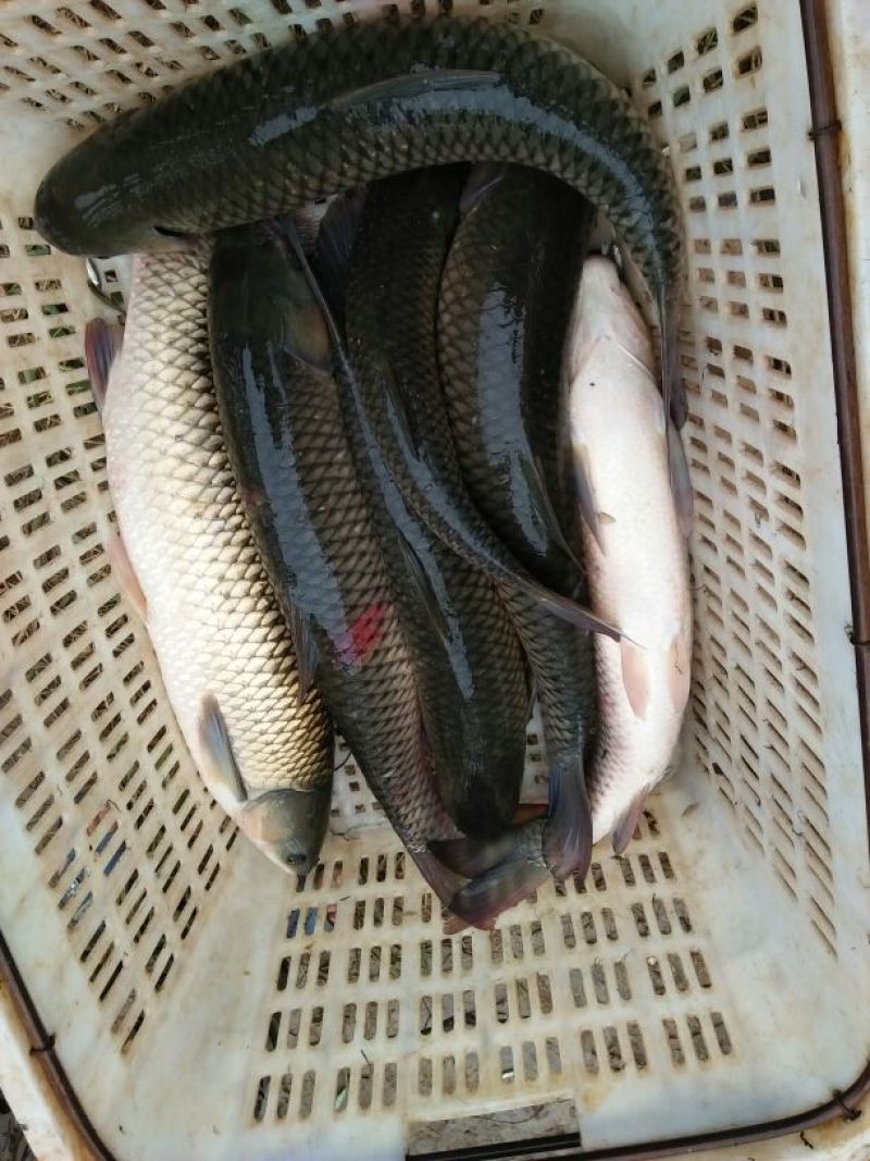 池鲤鱼1~2公斤食用