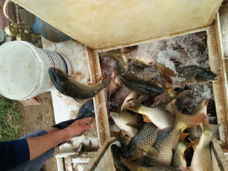 池鲤鱼1~2公斤食用