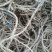 黄芪1.5cm精品需要的联系欢迎全国各地客户前来采购