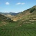 观音茶有传统清香和浓香之分