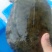 生态甲鱼1.2至3斤