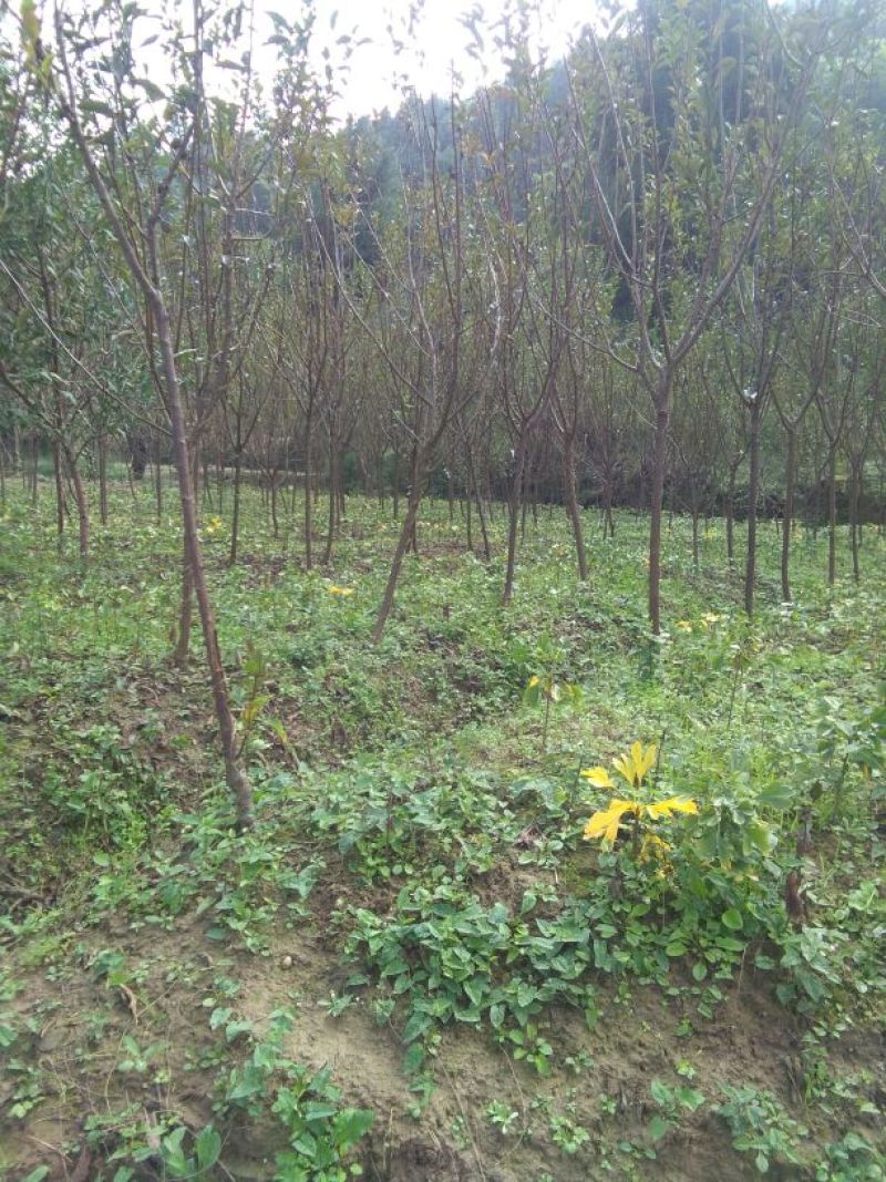 青脆李子苗50~100cm