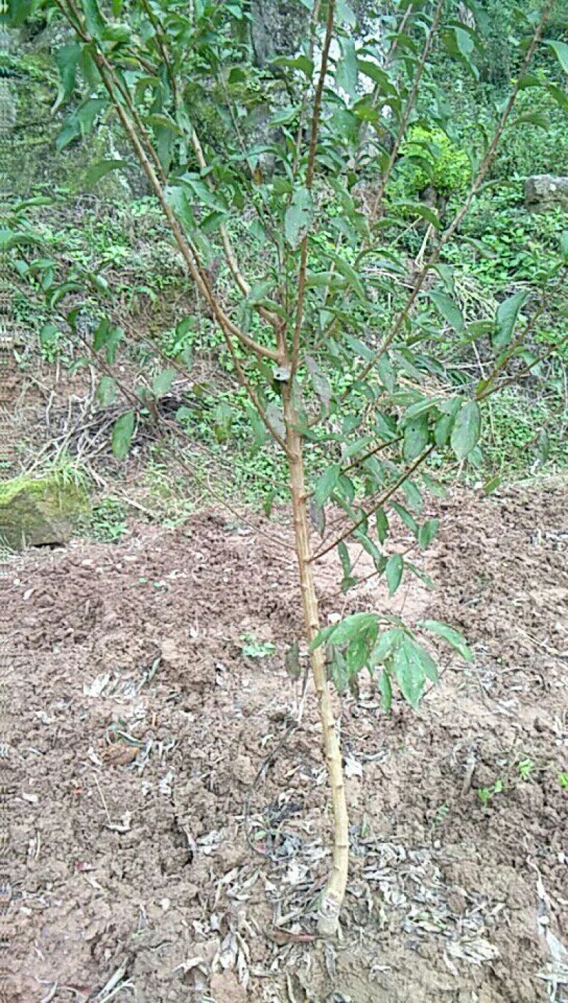 青脆李子苗50~100cm