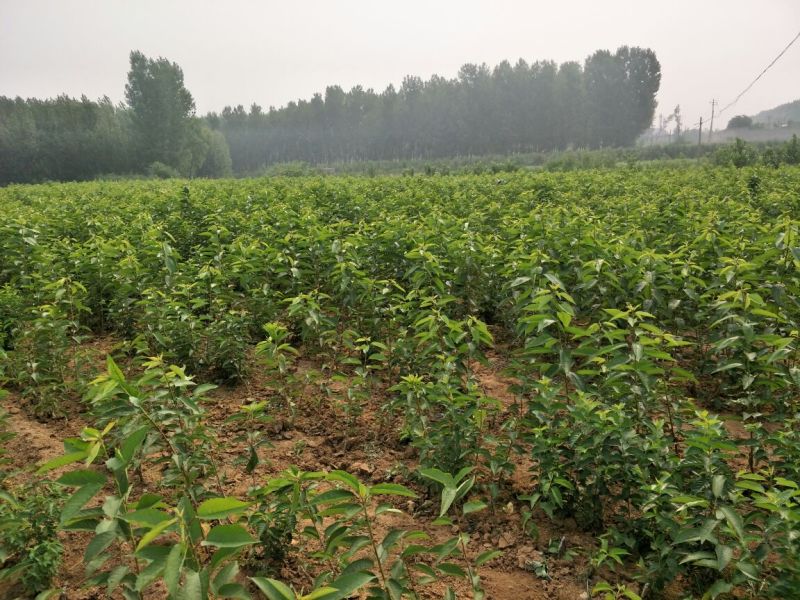 基地直销优质吉塞拉6号矮化美早樱桃苗红灯樱桃树苗价格