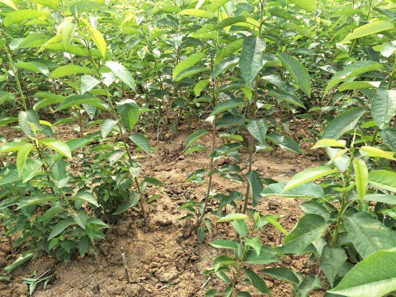 基地直销优质吉塞拉6号矮化美早樱桃苗红灯樱桃树苗价格
