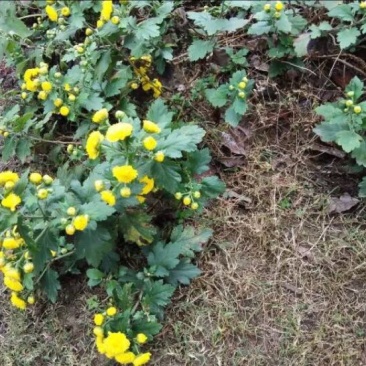 野菊花散装