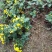 野菊花散装