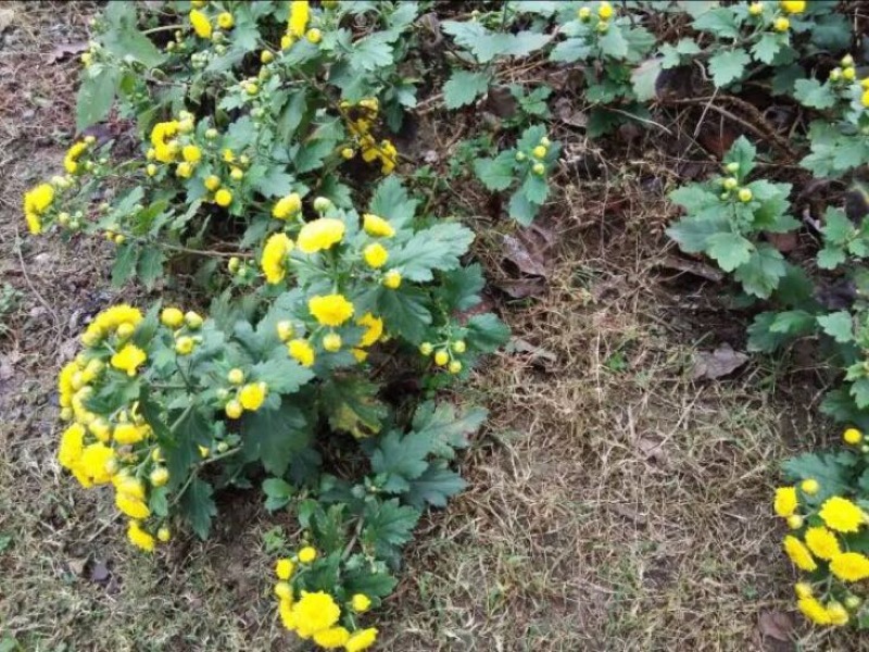 野菊花散装