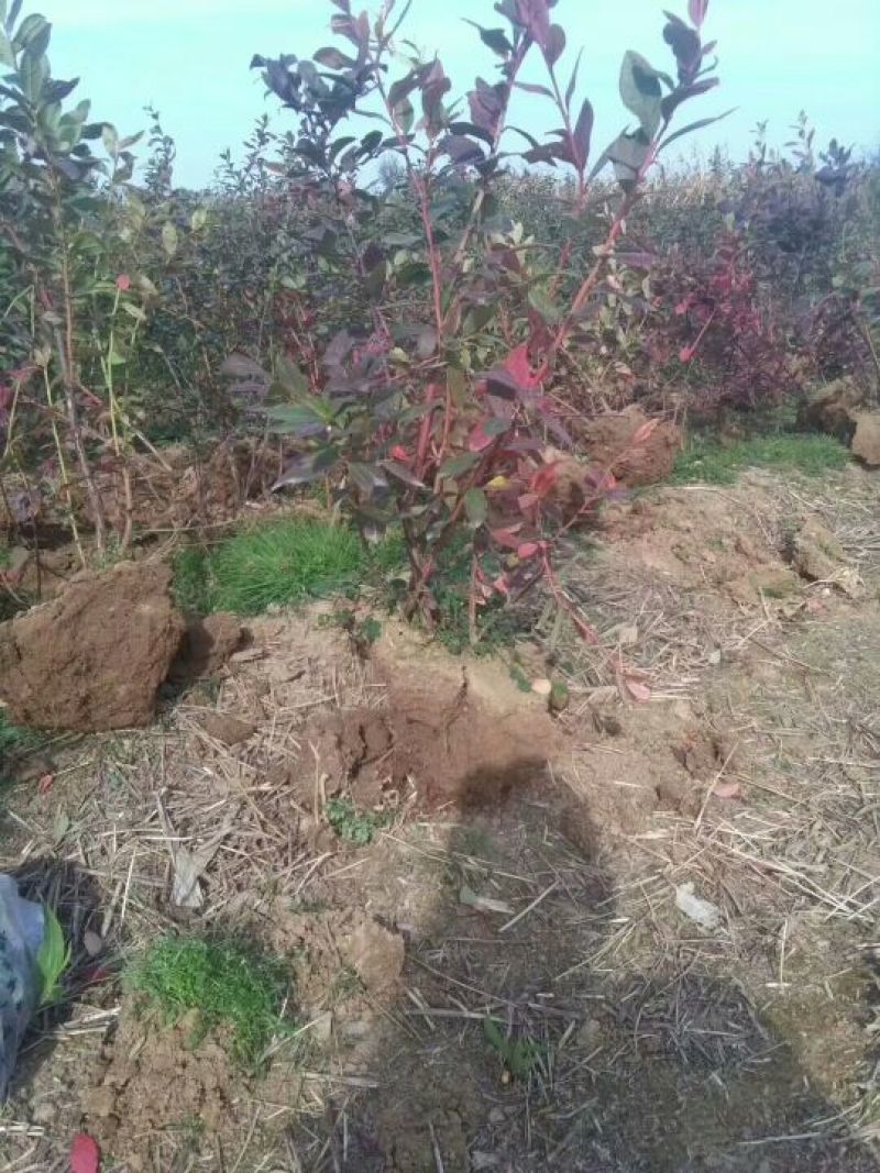 基地直销蓝莓苗都克蓝莓苗价格批发1-3年绿宝石蓝莓苗