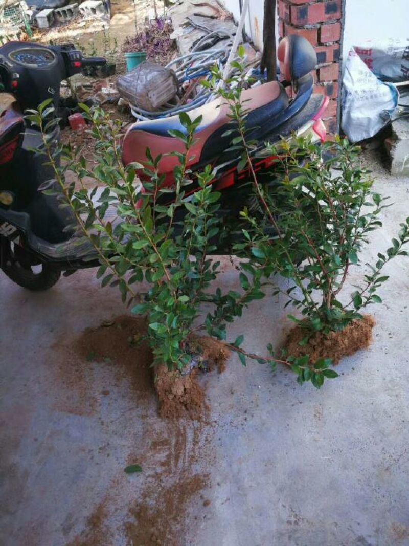基地直销蓝莓苗都克蓝莓苗价格批发1-3年绿宝石蓝莓苗