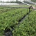 基地直销蓝莓苗都克蓝莓苗价格批发1-3年绿宝石蓝莓苗