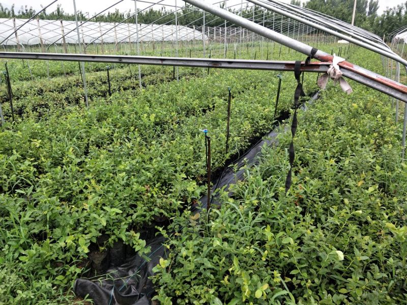 基地直销蓝莓苗都克蓝莓苗价格批发1-3年绿宝石蓝莓苗