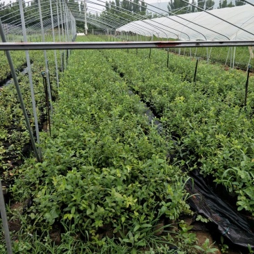 基地直销蓝莓苗都克蓝莓苗价格批发1-3年绿宝石蓝莓苗