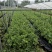 基地直销蓝莓苗都克蓝莓苗价格批发1-3年绿宝石蓝莓苗