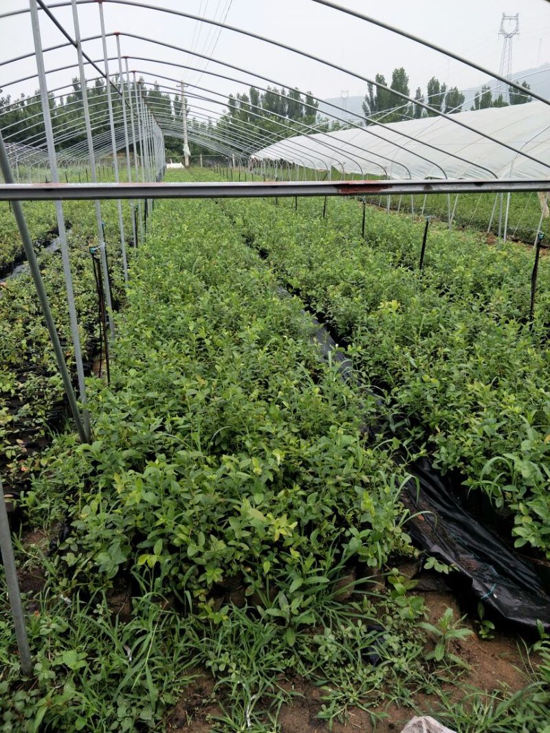 基地直销蓝莓苗都克蓝莓苗价格批发1-3年绿宝石蓝莓苗