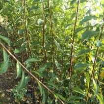 李子树苗100~150cm