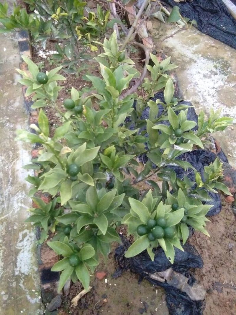 沙糖桔苗30~50cm