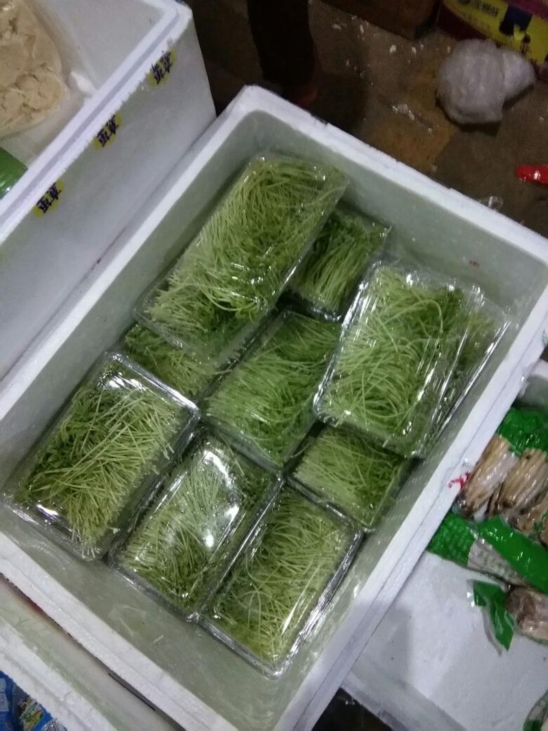 豌豆芽苗菜穴盘苗